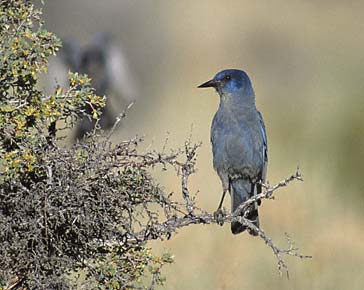 Pinyon Jay (Gymnorhinus cyanocephalus) photo