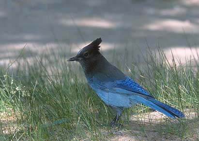 Steller's Jay (Cyanocitta stelleri) photo image