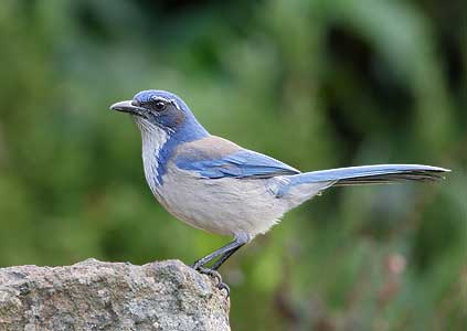 Western Scrub-Jay (Aphelocoma californica) photo