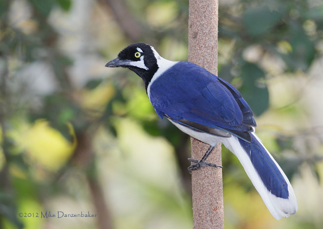 White-tailed Jay (Cyanocorax mystacalis) photo