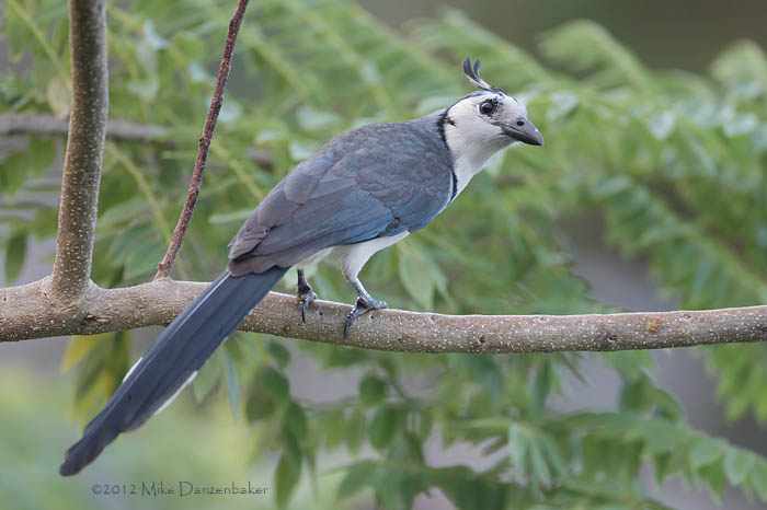 White-throated Magpie-Jay (Calocitta formosa) photo