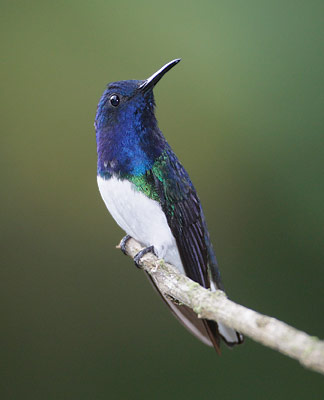 White-necked Jacobin (Florisuga mellivora) photo