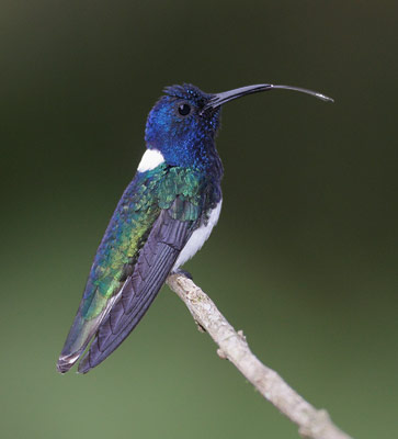 White-necked Jacobin (Florisuga mellivora) photo