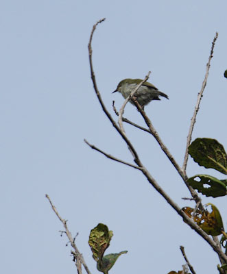 Green Jery (Neomixis viridis) photo
