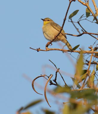 Stripe-throated Jery (Neomixis striatigula) photo