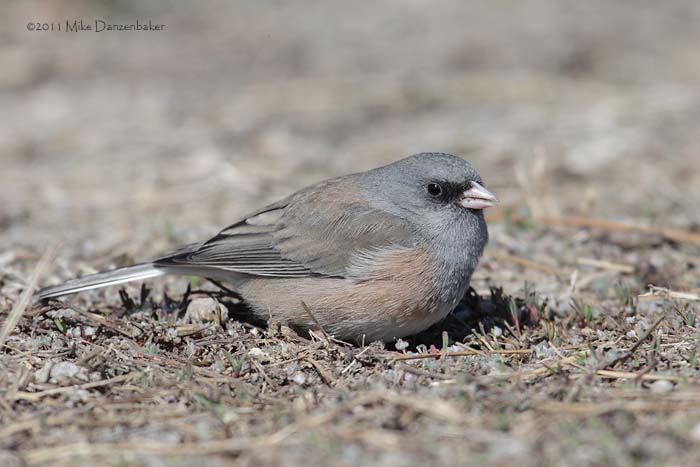 Dark-eyed Junco (Junco hyemalis) photo