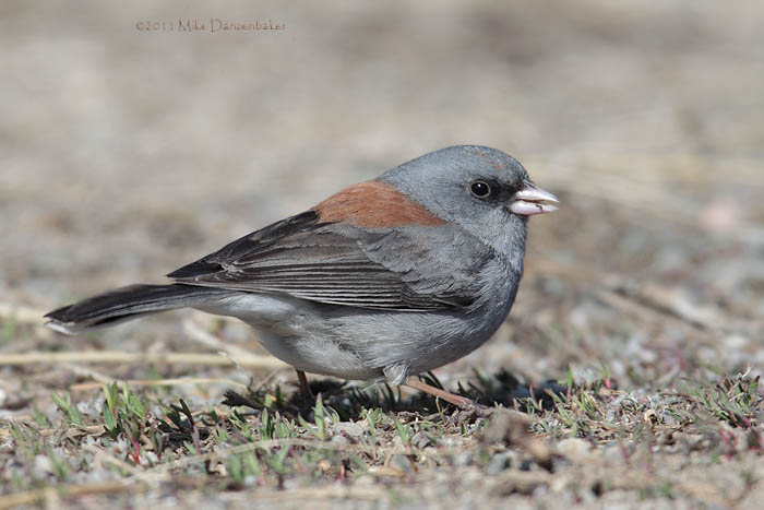 Dark-eyed Junco (Junco hyemalis) photo
