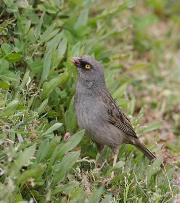Volcano Junco (Junco vulcani) photo