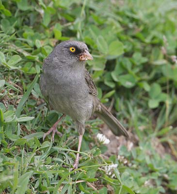 Volcano Junco (Junco vulcani) photo