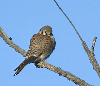 American Kestrel (Falco sparverius) photo image
