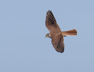 American Kestrel (Falco sparverius) photo