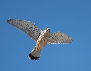 Common Kestrel (Falco tinnunculus) photo image