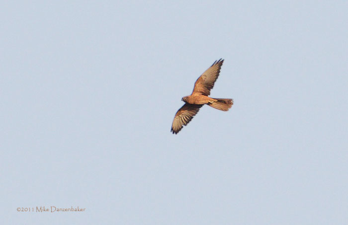 Fox Kestrel (Falco alopex) photo