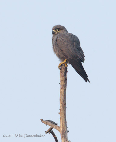 Grey Kestrel (Falco ardosiaceus) photo