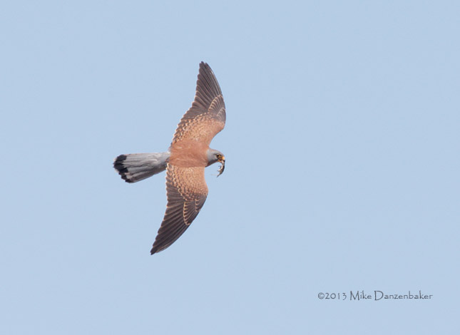Lesser Kestrel (Falco naumanni) photo
