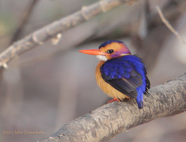 African Pygmy Kingfisher (Ispidina picta) photo