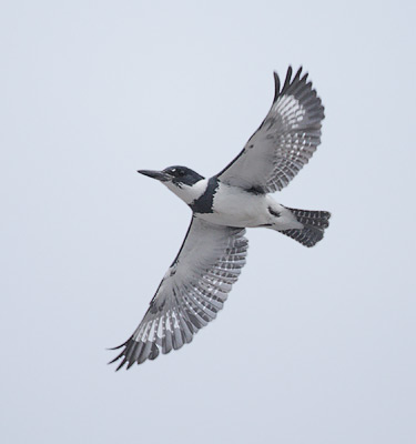 Belted Kingfisher (Ceryle alcyon) photo