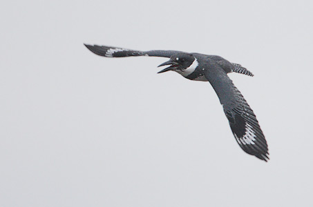 Belted Kingfisher (Ceryle alcyon) photo
