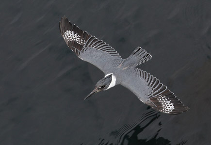 Belted Kingfisher (Ceryle alcyon) photo