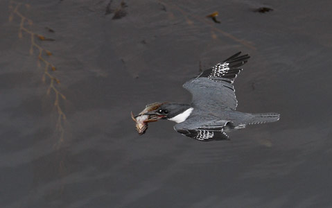 Belted Kingfisher (Ceryle alcyon) photo