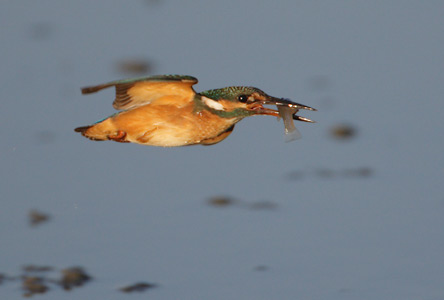Common Kingfisher (Alcedo atthis) photo