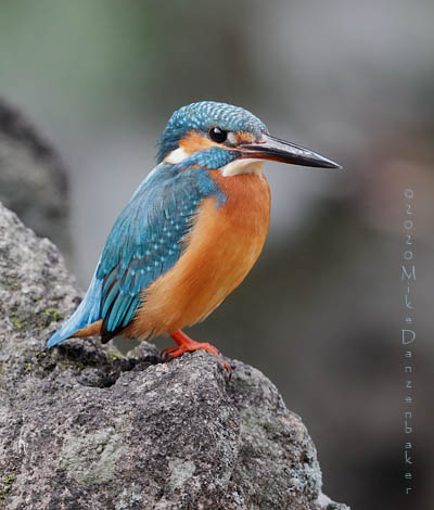 Common Kingfisher (Alcedo atthis) photo