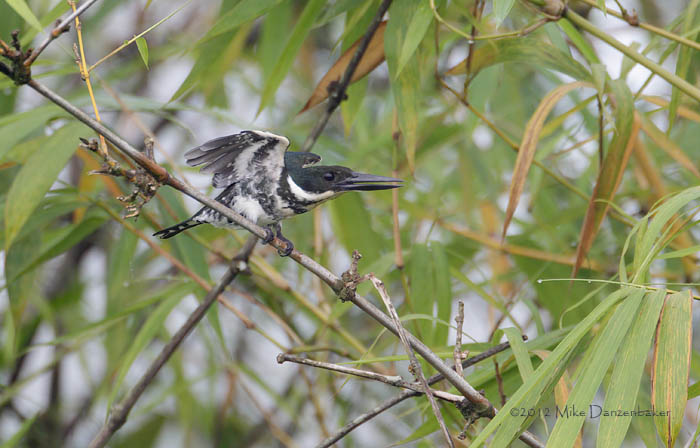 Green Kingfisher (Chloroceryle americana) photo