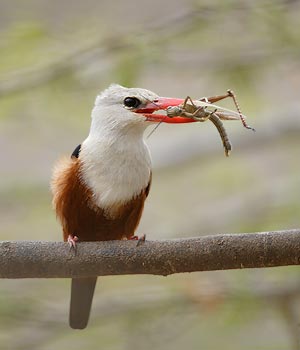 Gray-headed Kingfisher (Halcyon leucocephala) photo
