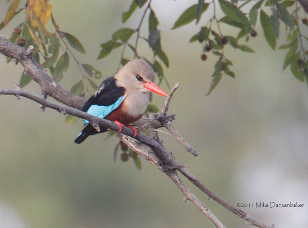 Grey-headed Kingfisher (Halcyon leucocephala) photo