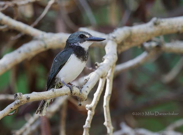Society Kingfisher (Todiramphus veneratus) photo