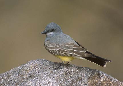 Cassin's Kingbird (Tyrannus vociferans) photo image