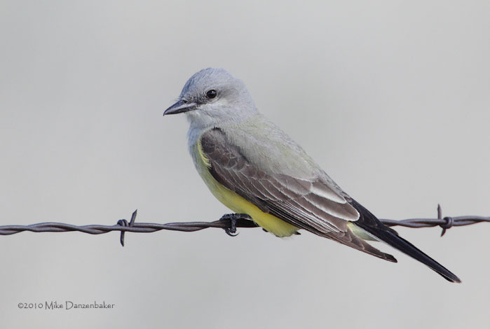 Western Kingbird (Tyrannus verticalis) photo