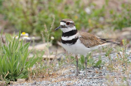 Killdeer (Charadrius vociferus) photo