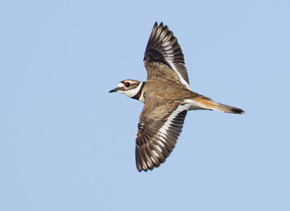 Killdeer (Charadrius vociferus) photo