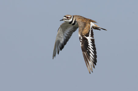 Killdeer (Charadrius vociferus) photo