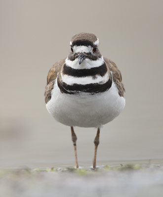 Killdeer (Charadrius vociferus) photo