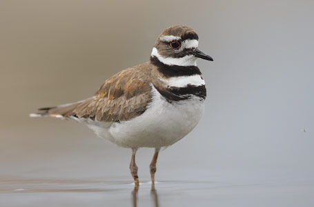 Killdeer (Charadrius vociferus) photo