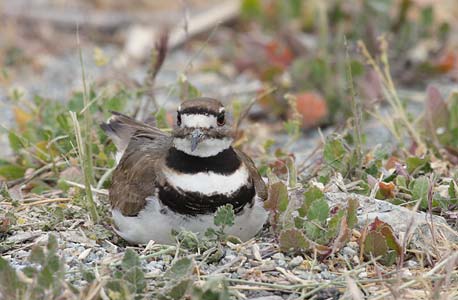 Killdeer (Charadrius vociferus) photo