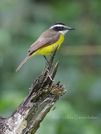 Lesser Kiskadee (Philohydor lictor) photo