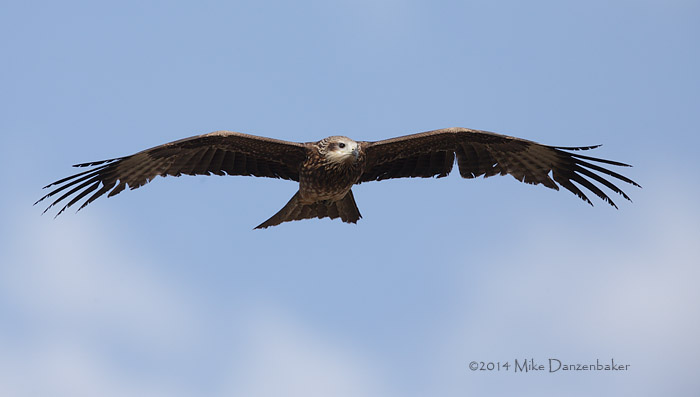 Black-eared Kite (Milvus migrans lineatus) photo