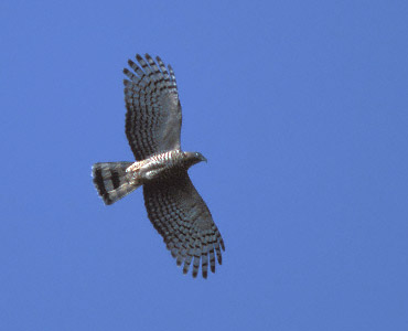 Hook-billed Kite (Chondrohierax uncinatus) photo image