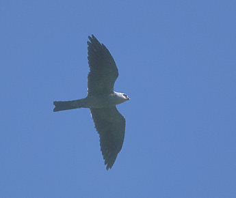 Mississippi Kite (Ictinia mississippiensis) photo image