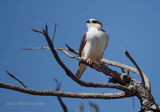 Pearl Kite (Gampsonyx swainsonii) photo