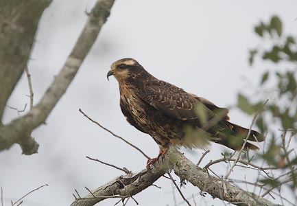 Snail Kite (Rostrhamus sociabilis) photo