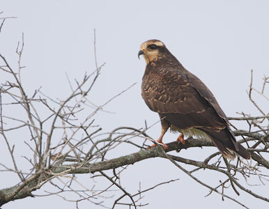 Snail Kite (Rostrhamus sociabilis) photo