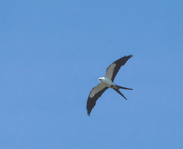 Swallow-tailed Kite (Elanoides forficatus) photo image