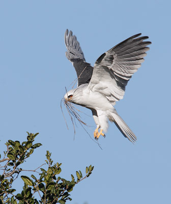 White-tailed Kite (Elanus leucurus) photo