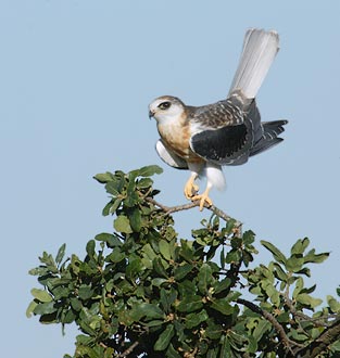 White-tailed Kite (Elanus leucurus) photo