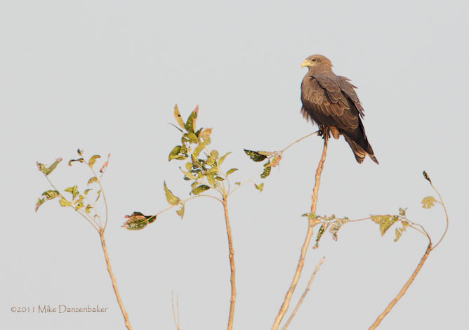 Yellow-billed Kite (Milvus aegyptius) photo