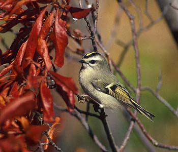 Golden-crowned Kinglet (Regulus satrapa) photo image